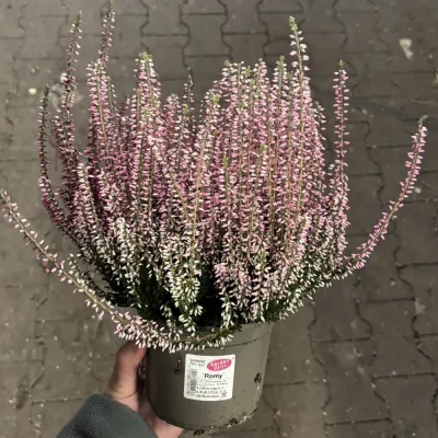 Heide 'Calluna', rosa, 12/13 cm Topf Cover